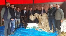 Merinos Fabrikası Kapandı, Kuzuların Yünleri Çöpe Gidiyor