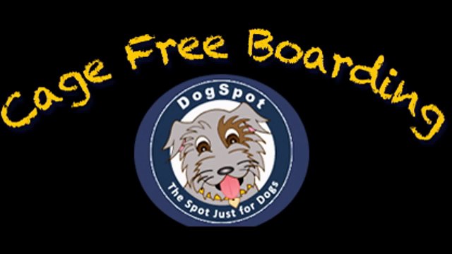 Dog Daycare Boarding Canine Training San Marcos Diego