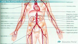 Heart Failure: The Right Heart, Kidneys, & Treatments