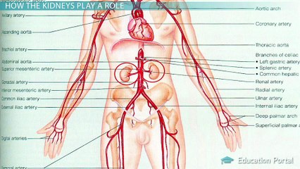 Heart Failure: The Right Heart, Kidneys, & Treatments