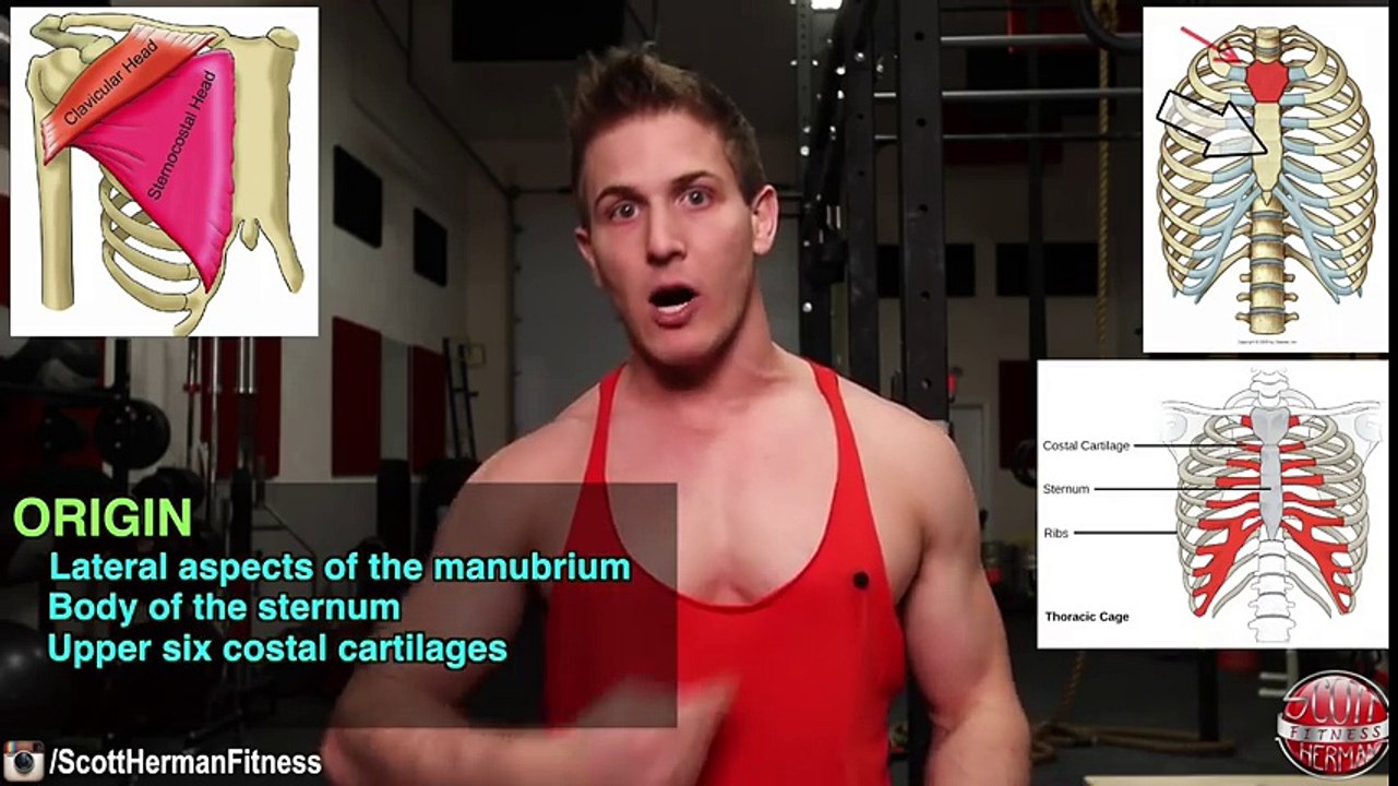 Barbell Bench Press VS. Dumbbell Bench Press   WHICH BUILDS MORE MUSCLE