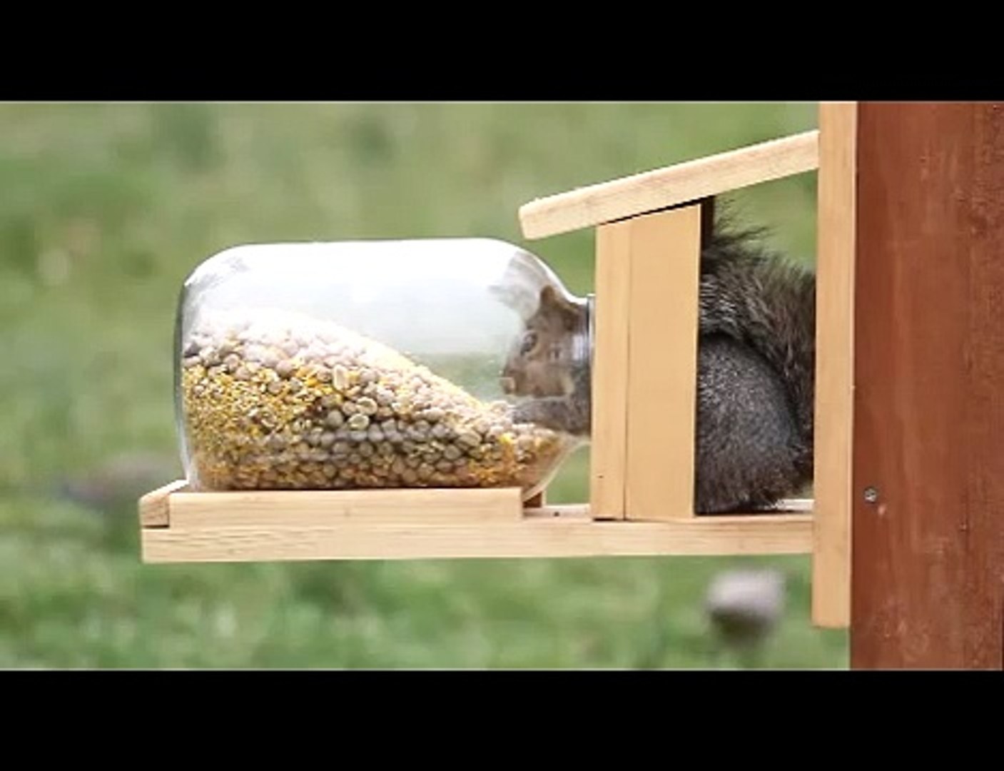 Duncraft S Squirrel Jar Feeder 5729 Video Dailymotion