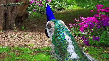 Peacocks - YouTube