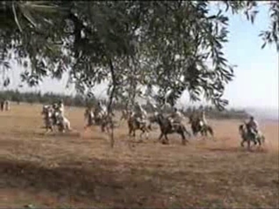 Chevalier Algerien 2