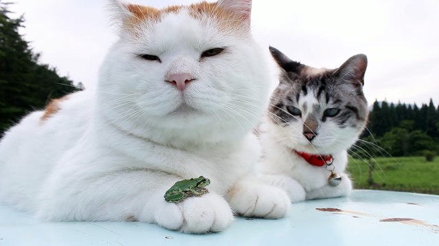 Ce chat a une grenouille pour meilleure amie !!