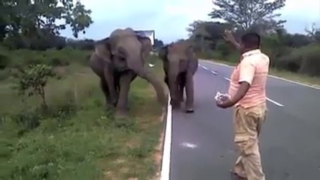 Cet homme fait fuir des éléphants qui le chargent en criant... Courageux!
