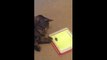 Funny Cat Playing With Tab-Funny Videos-Whatsapp Videos-Prank Videos-Funny Vines-Viral Video-Funny Fails-Funny Compilations-Just For Laughs