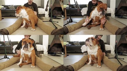 Il fait de la musique en utilisant le corps de son bulldog