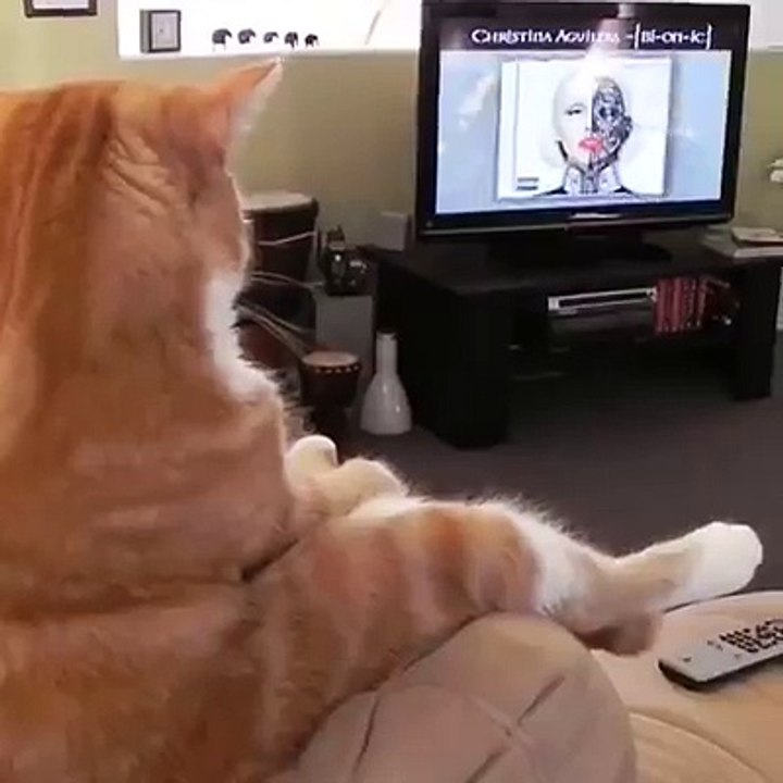 Cats Who Forgot How To Be A Cat