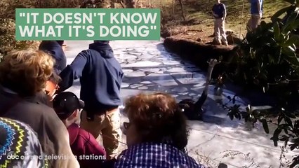 Il va sauver une autruche, c'est un héros !