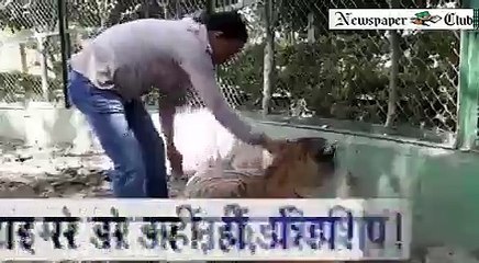 indore Zoo dead and tiger lucky friendship