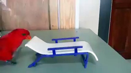 Red Parrot Fun on The Little Bed