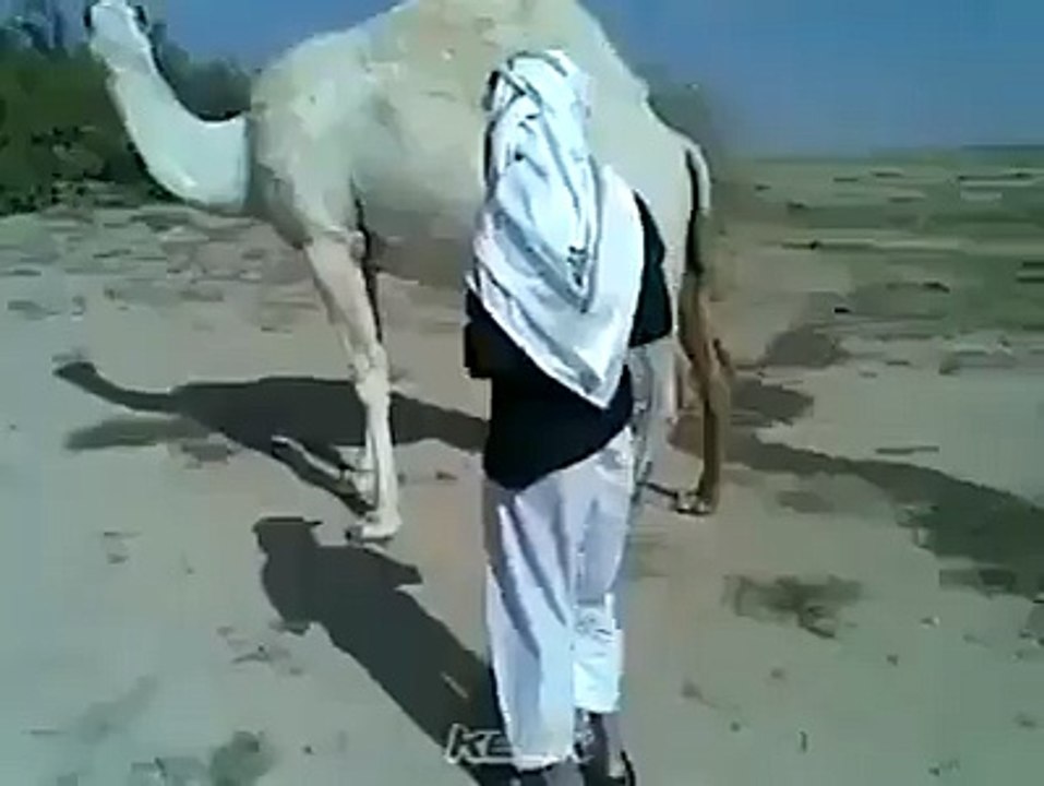 Arabic Camel