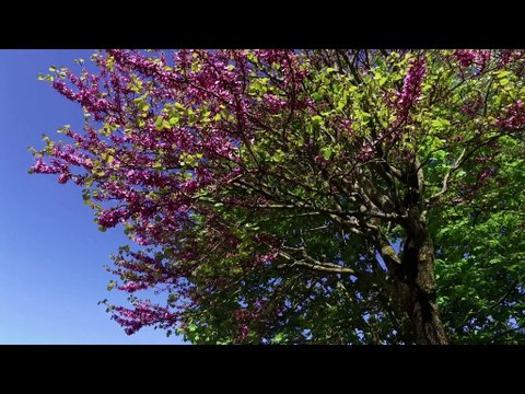 Le Golf du Parc du Tremblay au printemps à Champigny-sur-Marne