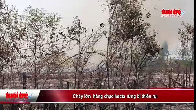 BÌNH CHÁNH- Cháy lớn, hàng chục hecta rừng bị thiêu rụi