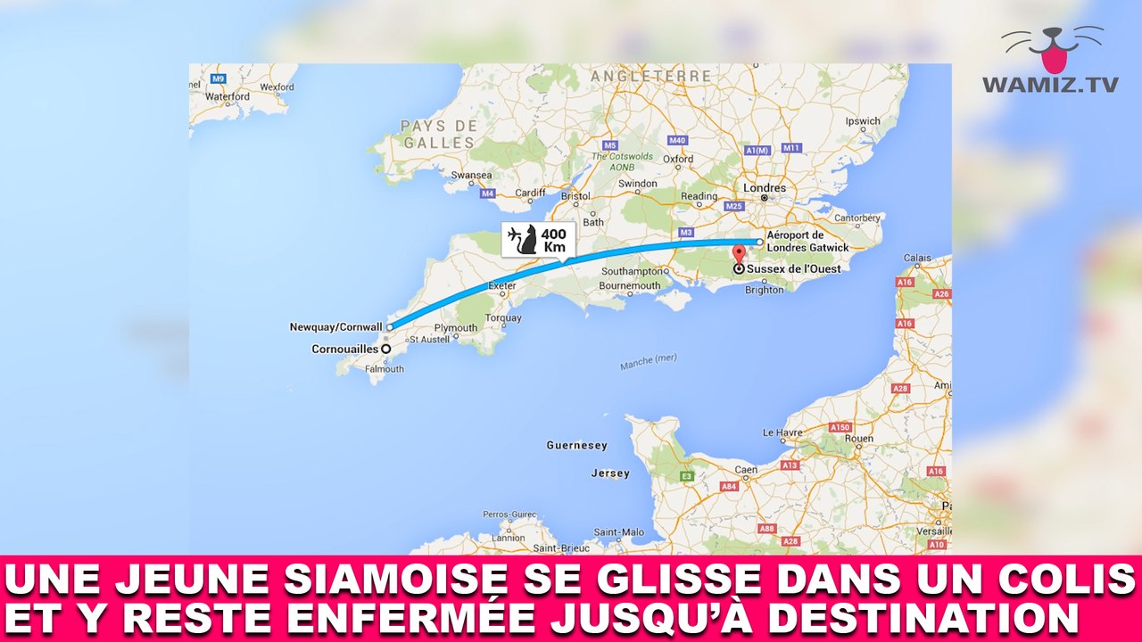 Une jeune siamoise se glisse dans un colis et y reste enfermée jusqu’à destination ! L'histoire dans la Minute Chat #211