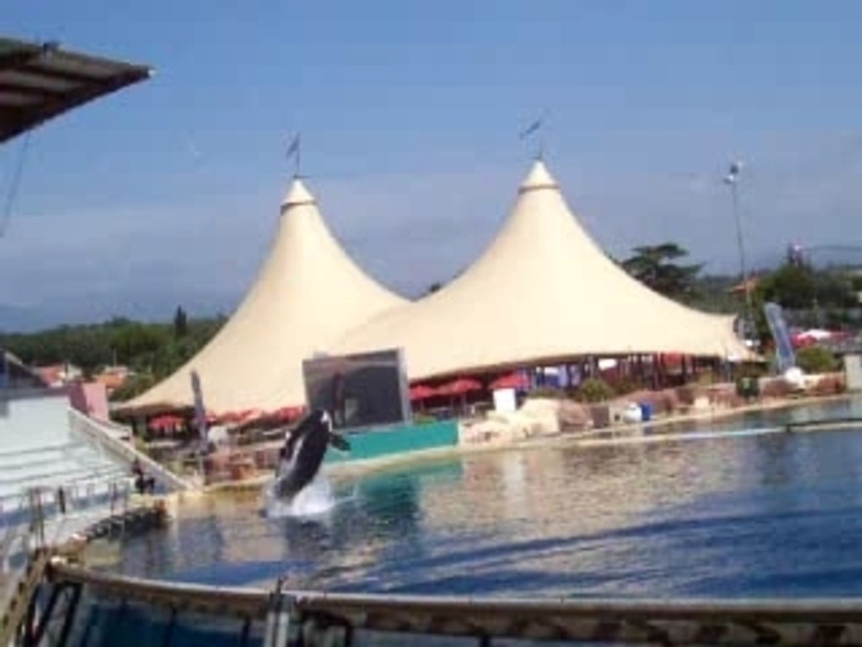 Le saut d'un orque