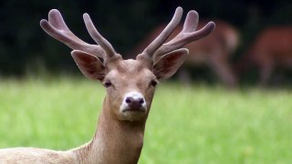 Fallow deer at the British Wildlife Centre