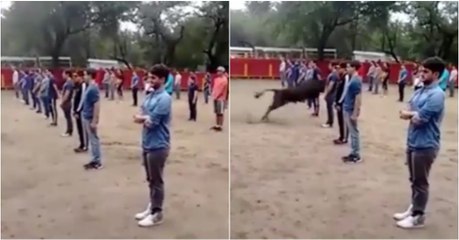 Professor juntou 40 alunos para provar que touros só atacam se forem atacados