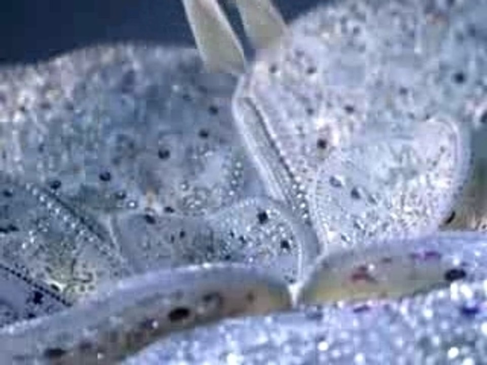 SANKYO CM - KODA KUMI