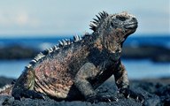 Galápagos Con David Attenborough | Adaptación 2X3 | Documental Ecuador