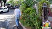 Ocupação criativa no Centro de Vitória: Local abandonado vira jardim e encanta pedestres