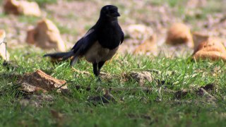 Magpie at the British Wildlife Centre