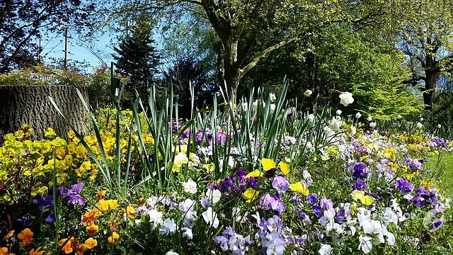 Ils chouchoutent les fleurs des espaces verts de Reims