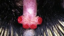 5 Weird Animal Penises - 5 Weird Animal Facts - AnimalBytesTV