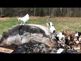 Cute Goats Play King of the Hill