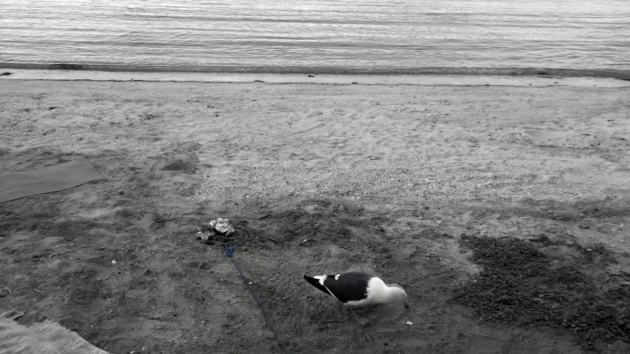 Feeding Seagull