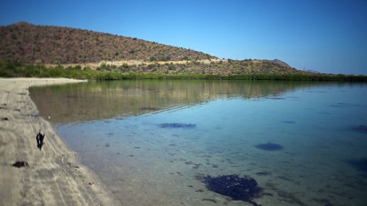 Chili Moon by water, fish jumping out of water