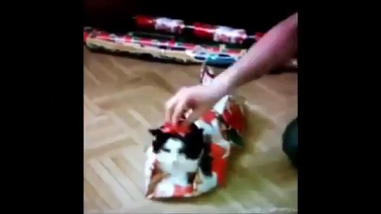 Hilarious Cats Compilation 2016