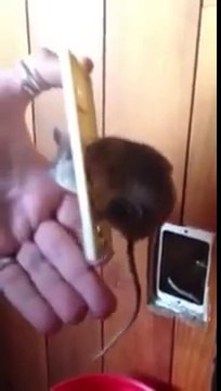 Une souris a la tête coincée dans une prise... Aller, un petit régime!