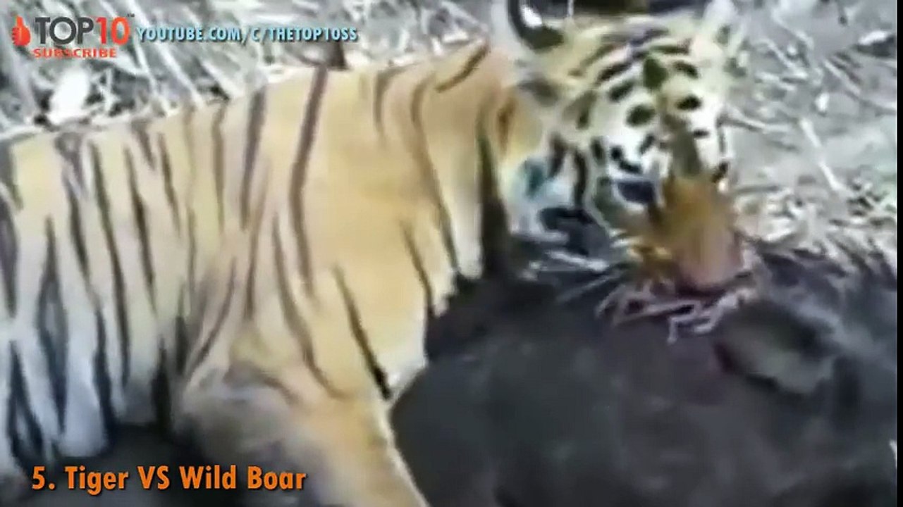 THE TOP 10    TOP 10 TIGER ATTACKS    Tiger vs Lion, Tiger, Buffalo, Bear, Wild Boar, Python..