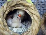 Mother Bird feeding its baby birds