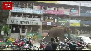 Elephant rampages through Indian town of Siliguri - BBC News