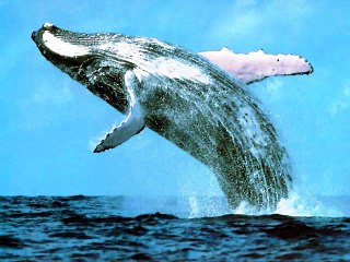 BALLENA - POEMA DE VERANO BRISAS