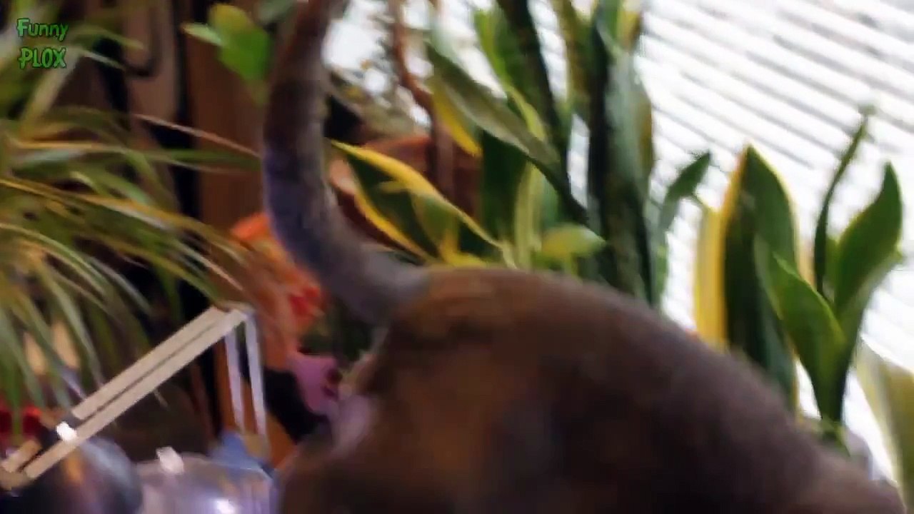 Funny Cats and Kittens Meowing Compilation 2015
