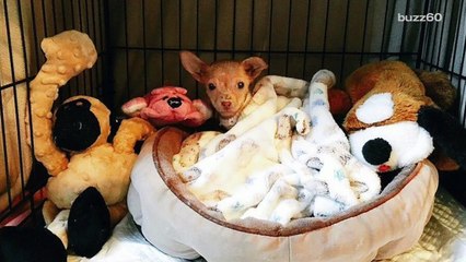 Puppy left in McDonald's dumpster feels supersized love for rescuers