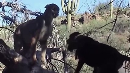 Real fight  Lion vs Pitbull - Dog vs boars - Dog vs monkey
