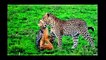 When Crazy Animals Attack Big Birds Attack - Best Eagle Attacks vs Leopard, Lion, Hyena #4
