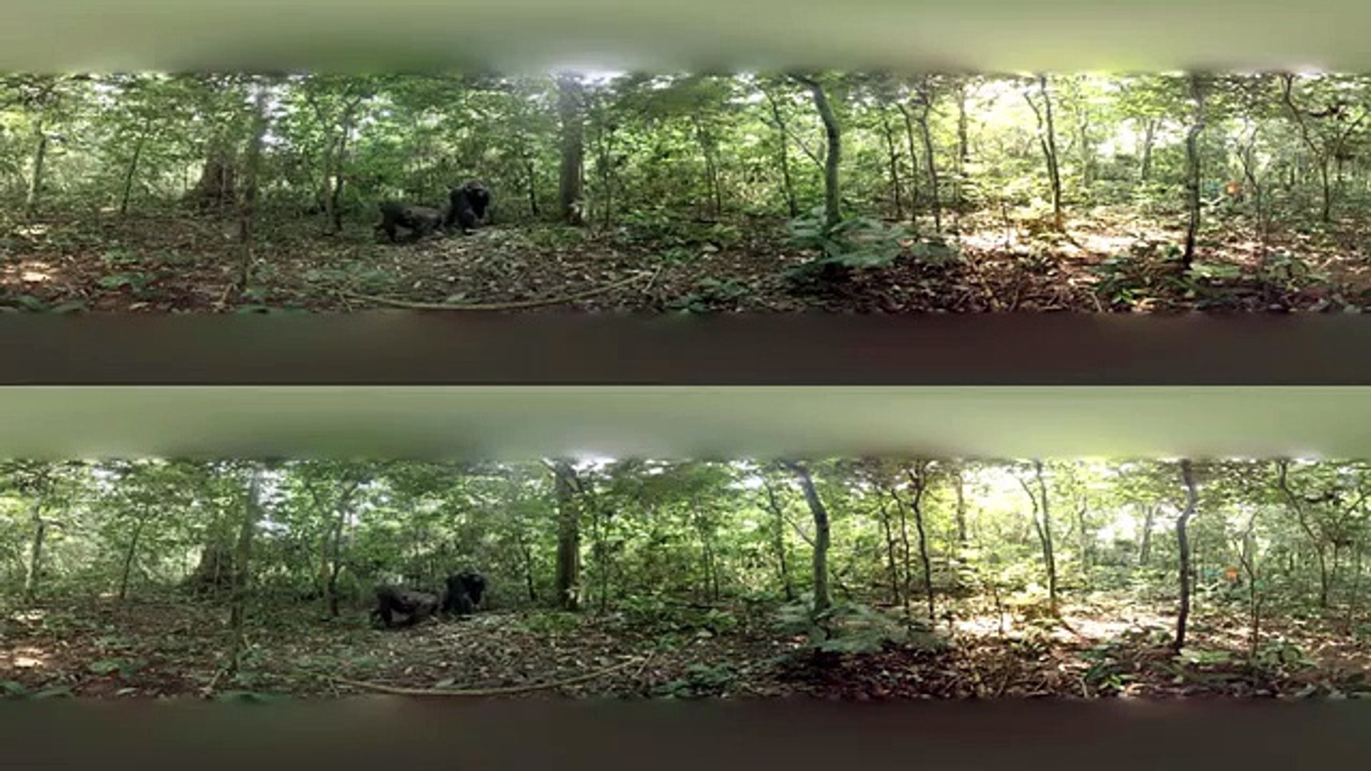 ⁣---Gorillas in the Congo- A Jump VR Video -