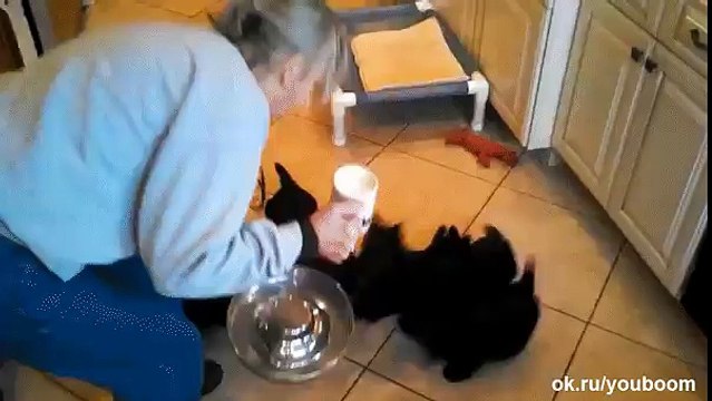 кормление диких зверей