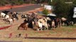 Goats Invade Australian Town