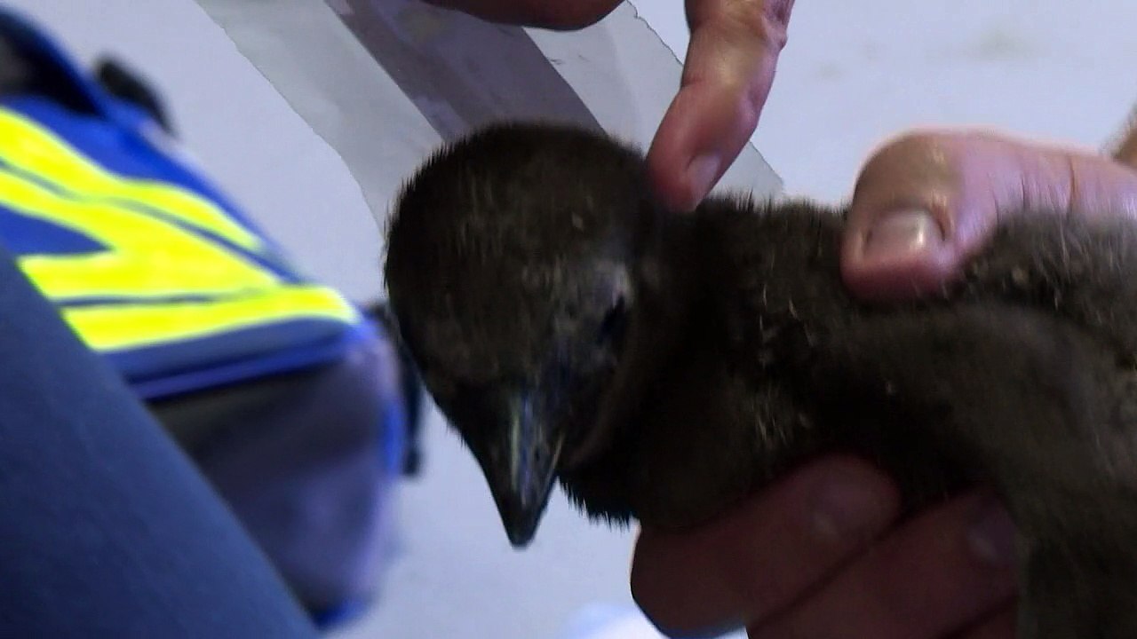 Naissance de 4 bébés manchots au zoo de Vincennes à Paris