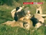 La relación de este hombre con más de 15 leones juntos