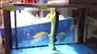 Amazing moment sturgeon fish dances to avoid becoming dinner