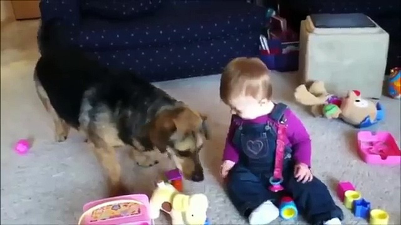 WHEN DOGS & BABIES COLLIDE