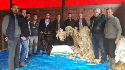 Alan İşletme Kapanınca, Kuzuların Yünleri Çöpe Gidiyor